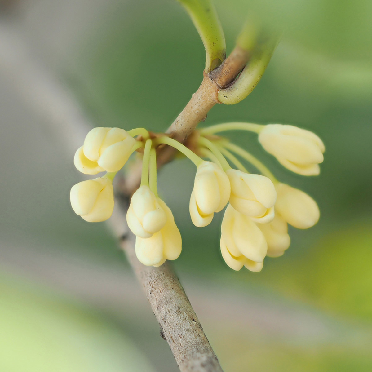 Enlarge Product Preview 3