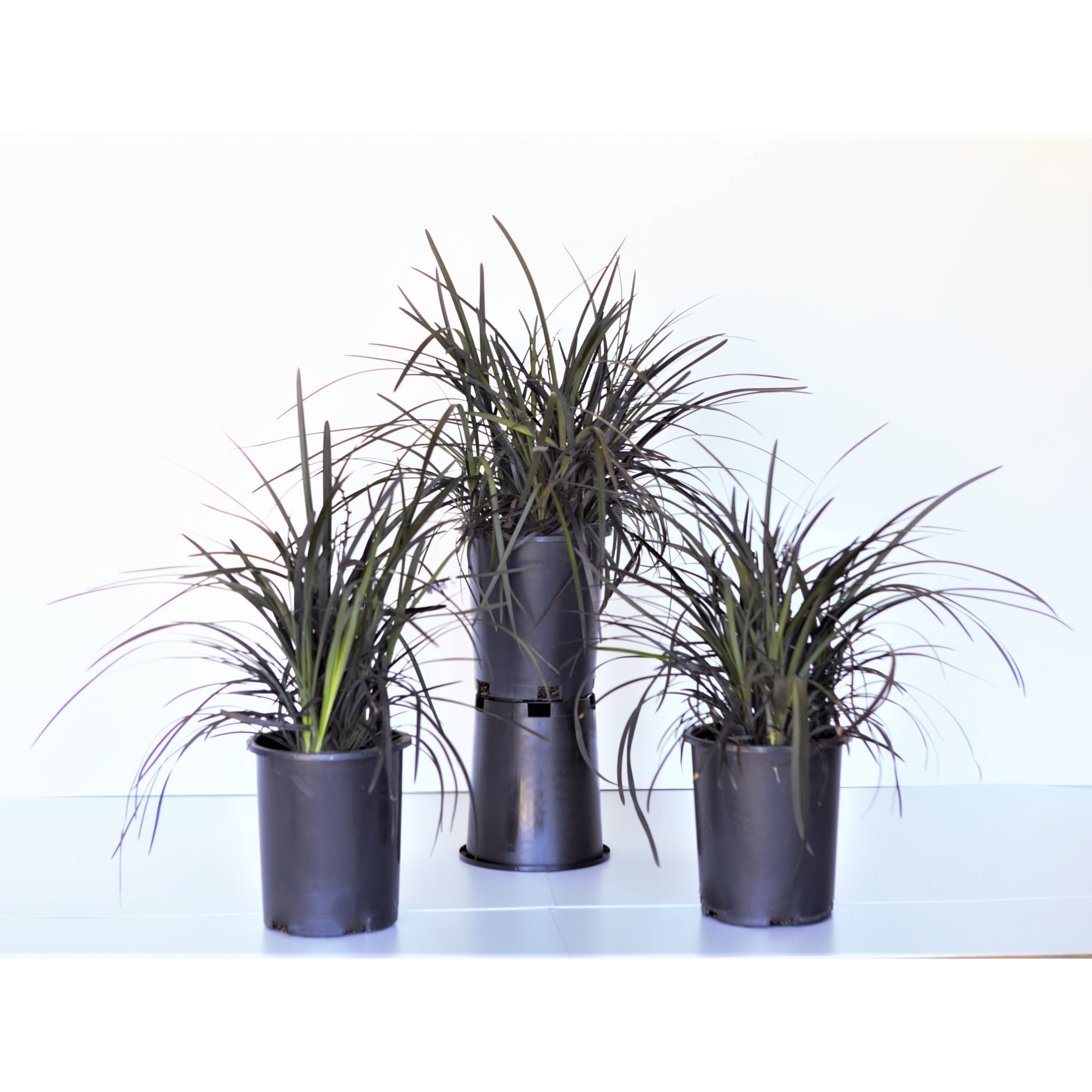 Ophiopogon 'Black Mondo' Plant  3-pack