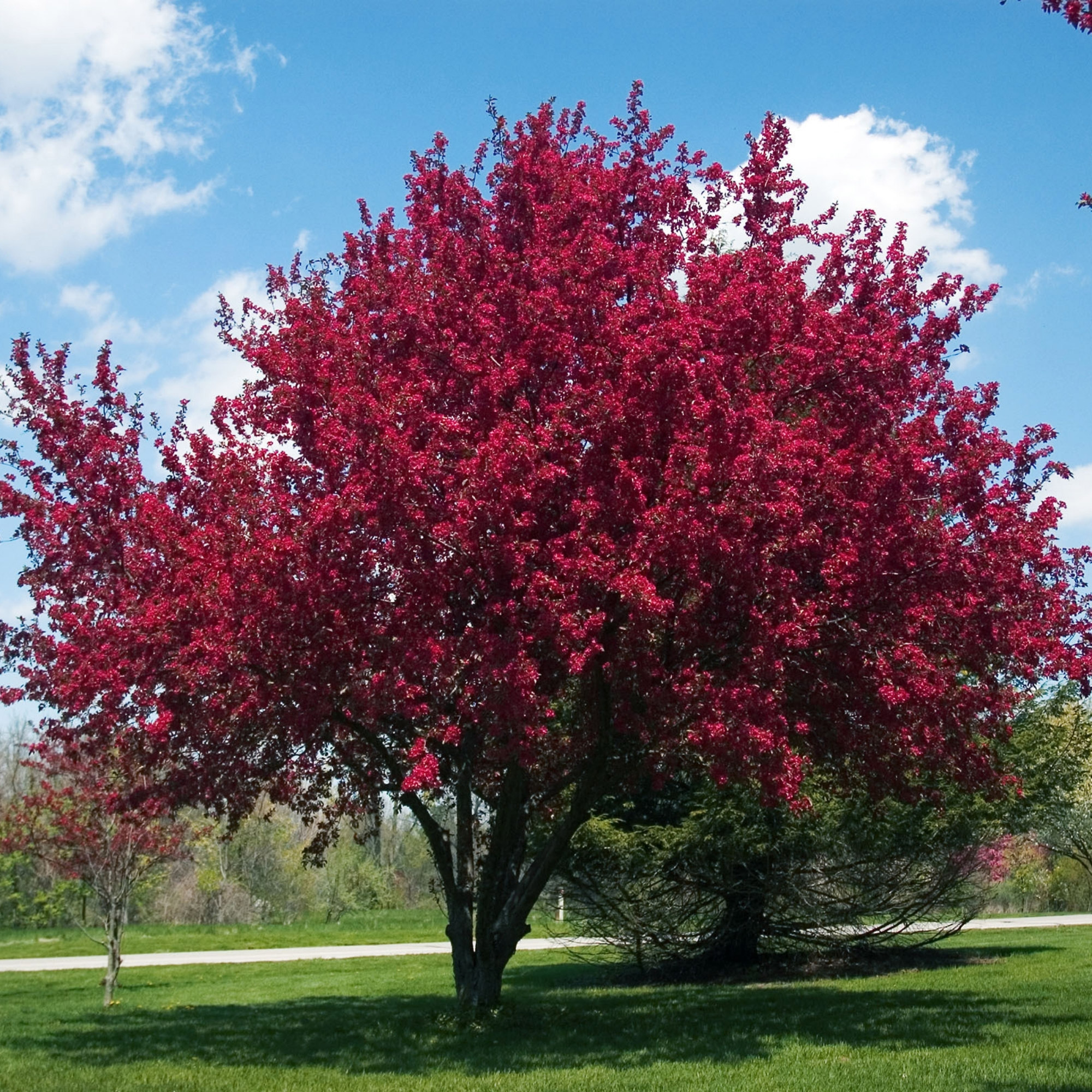 Enlarge Product Preview 4