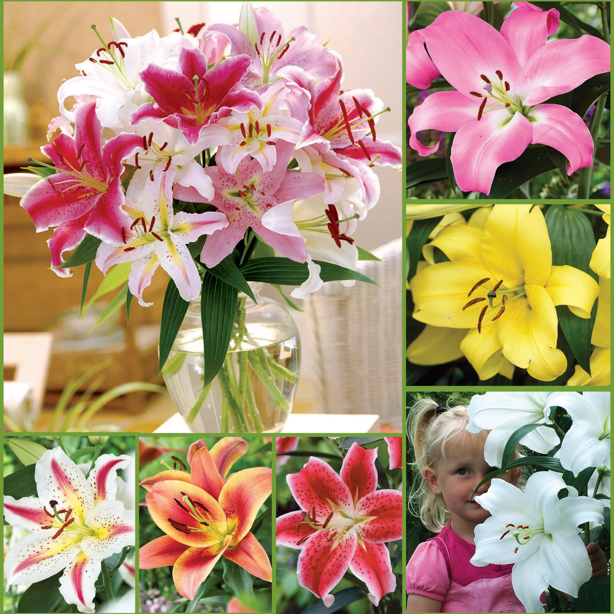 Horticana: Fragrant Oriental Lily Collection | Costco