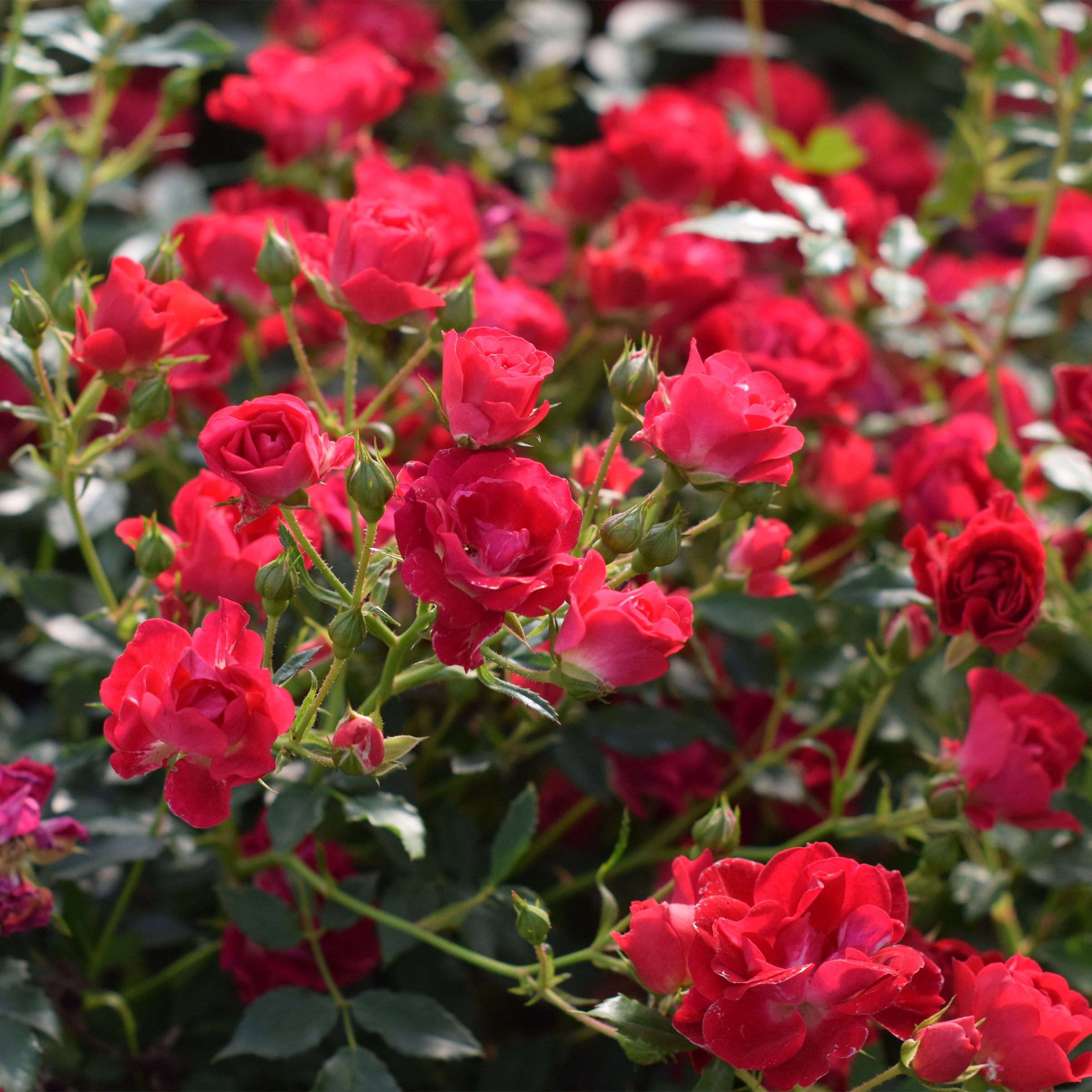 Desert Rose 本体 Adenium obesum '#32' Pink Double-petal (Desert Rose, Sabi