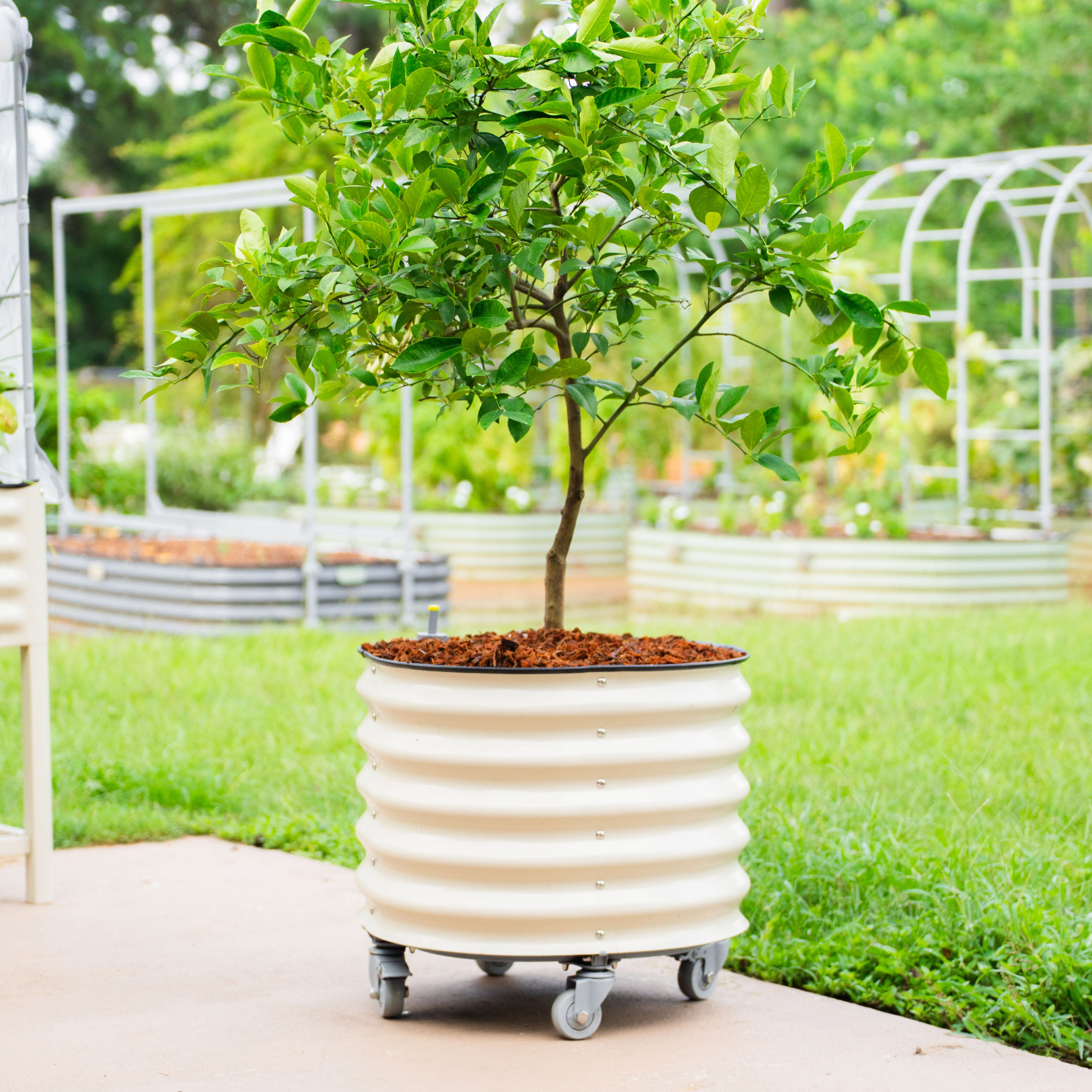 Vego Garden Self-Watering Rolling Citrus Tree Planter