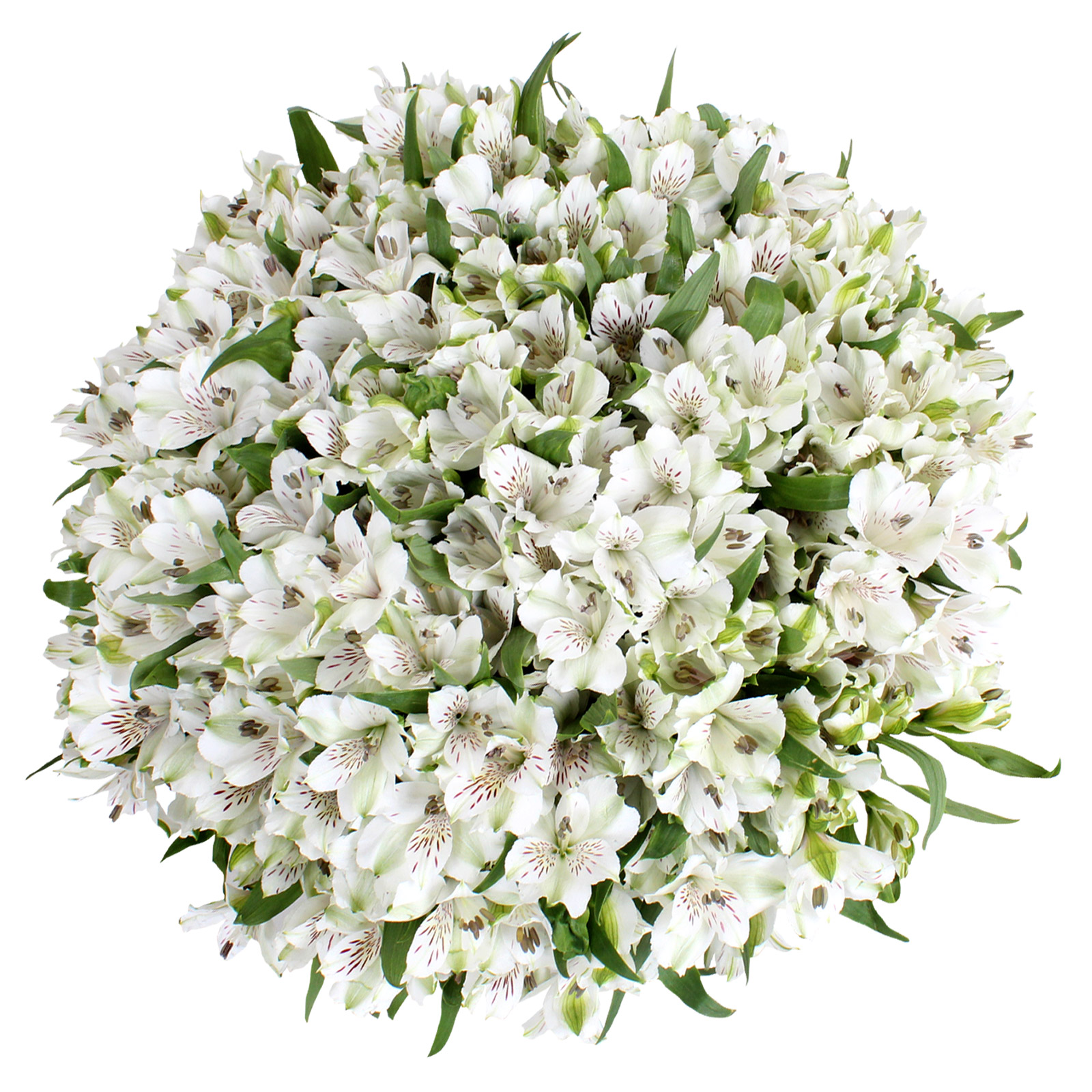 Alstroemeria, 80 Stems