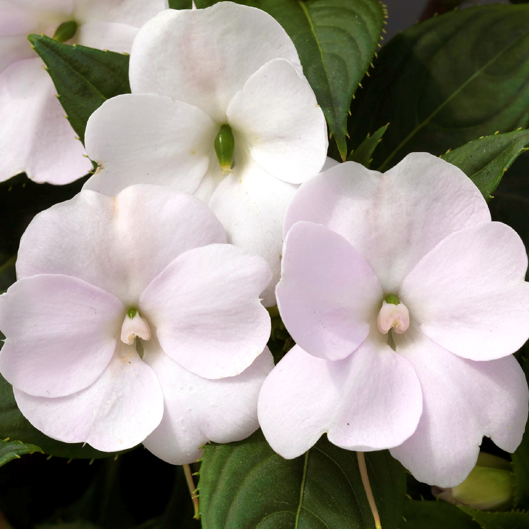 Enlarge Product Preview 2