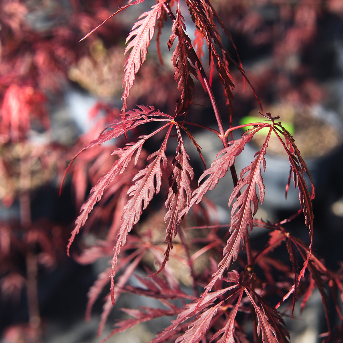 Enlarge Product Preview 3