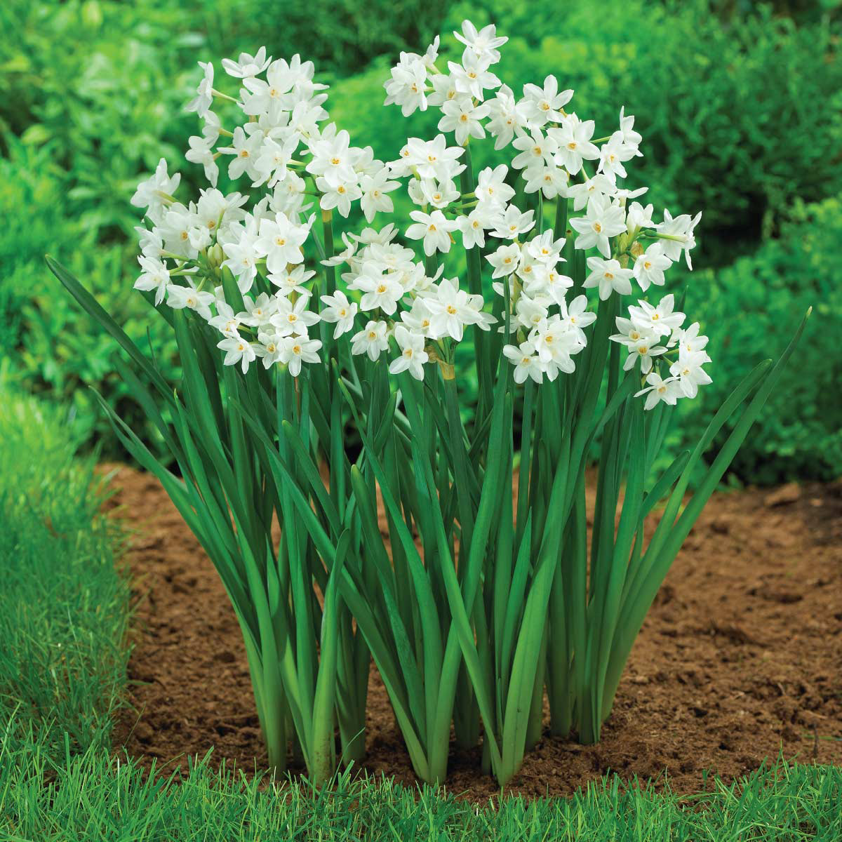 Enlarge Product Preview 3