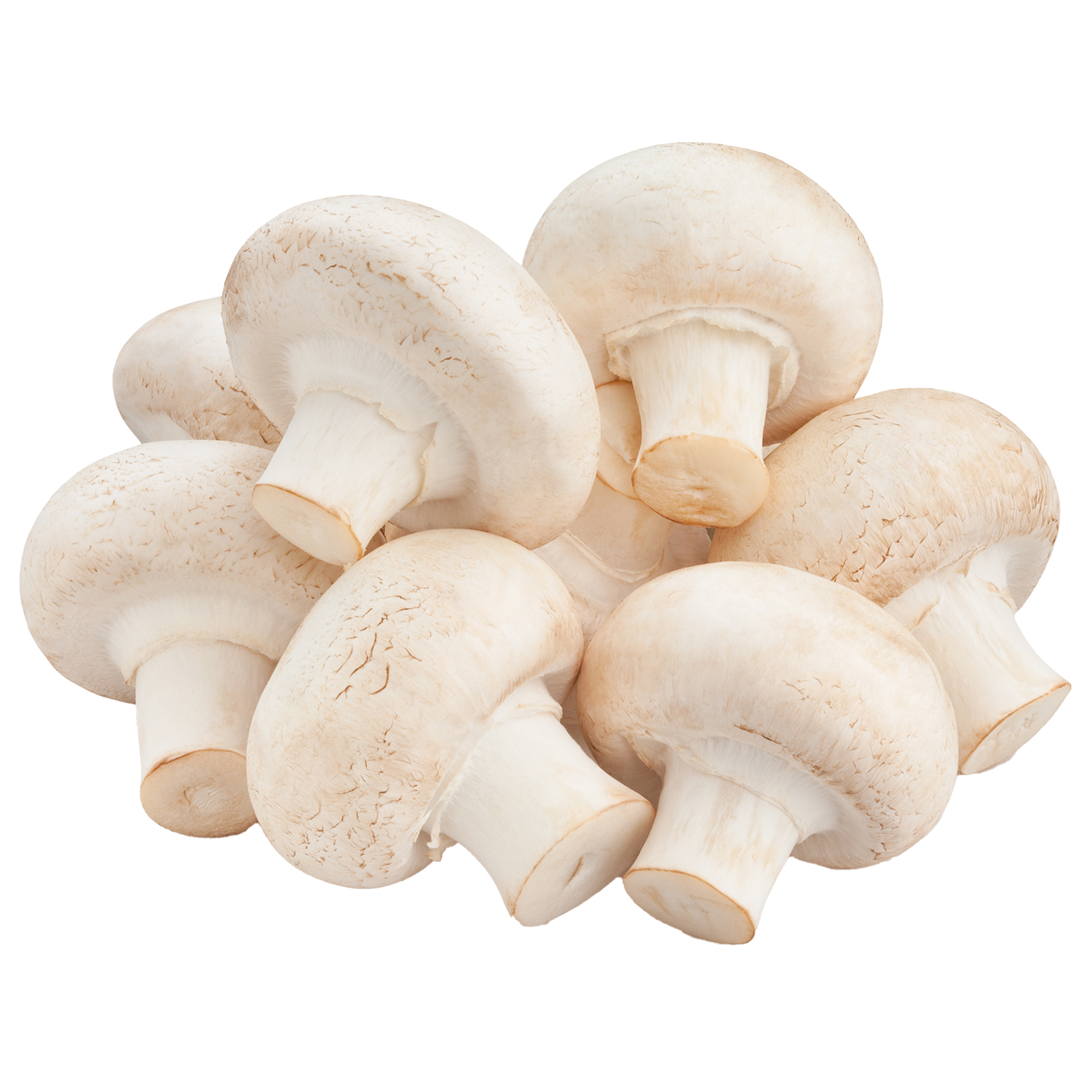 mushroom　0102 ♡ 🍄 Earthbound / Mother 2 - Evil Mushroom・Free OBJ File for ・Cults