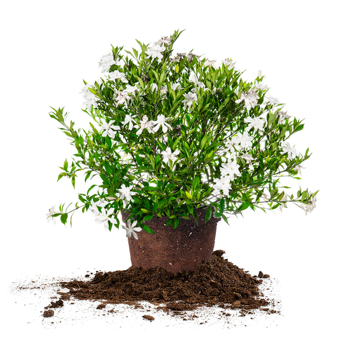 Gardenia Frost Proof Collection