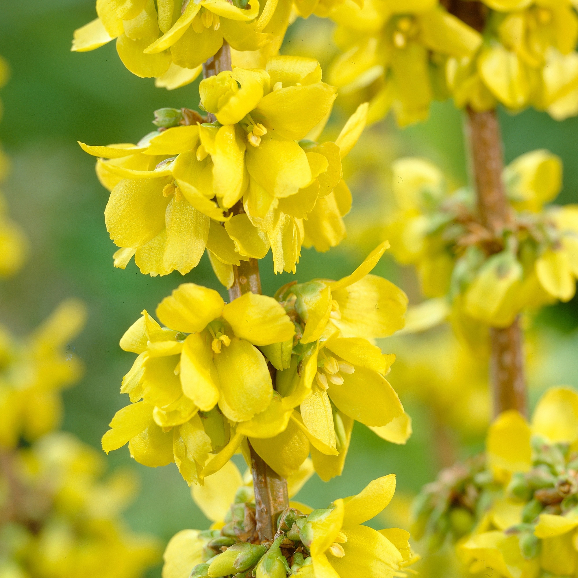 Enlarge Product Preview 2