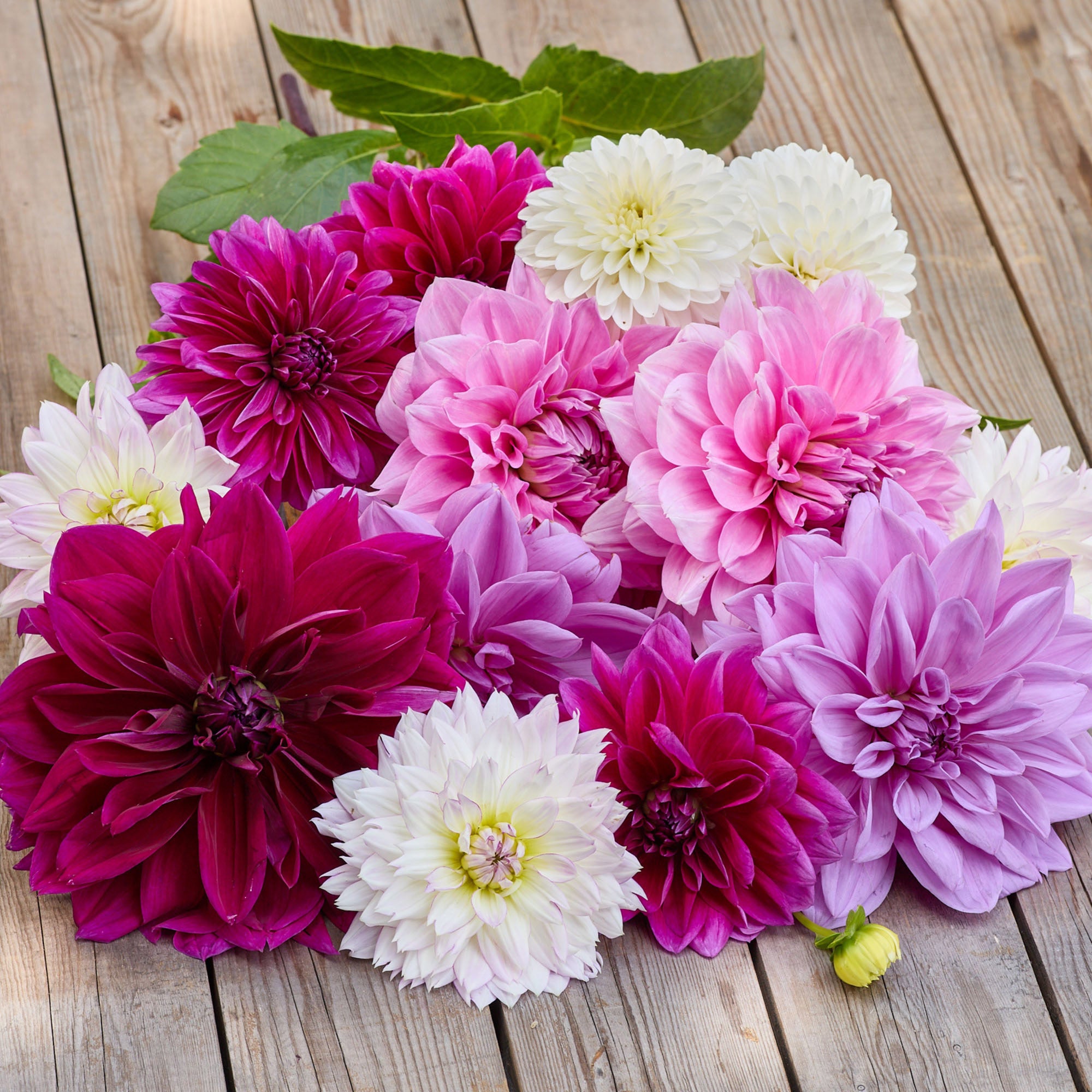 Longfield Gardens Dahlia Collections Pink and Purple, 12-count
