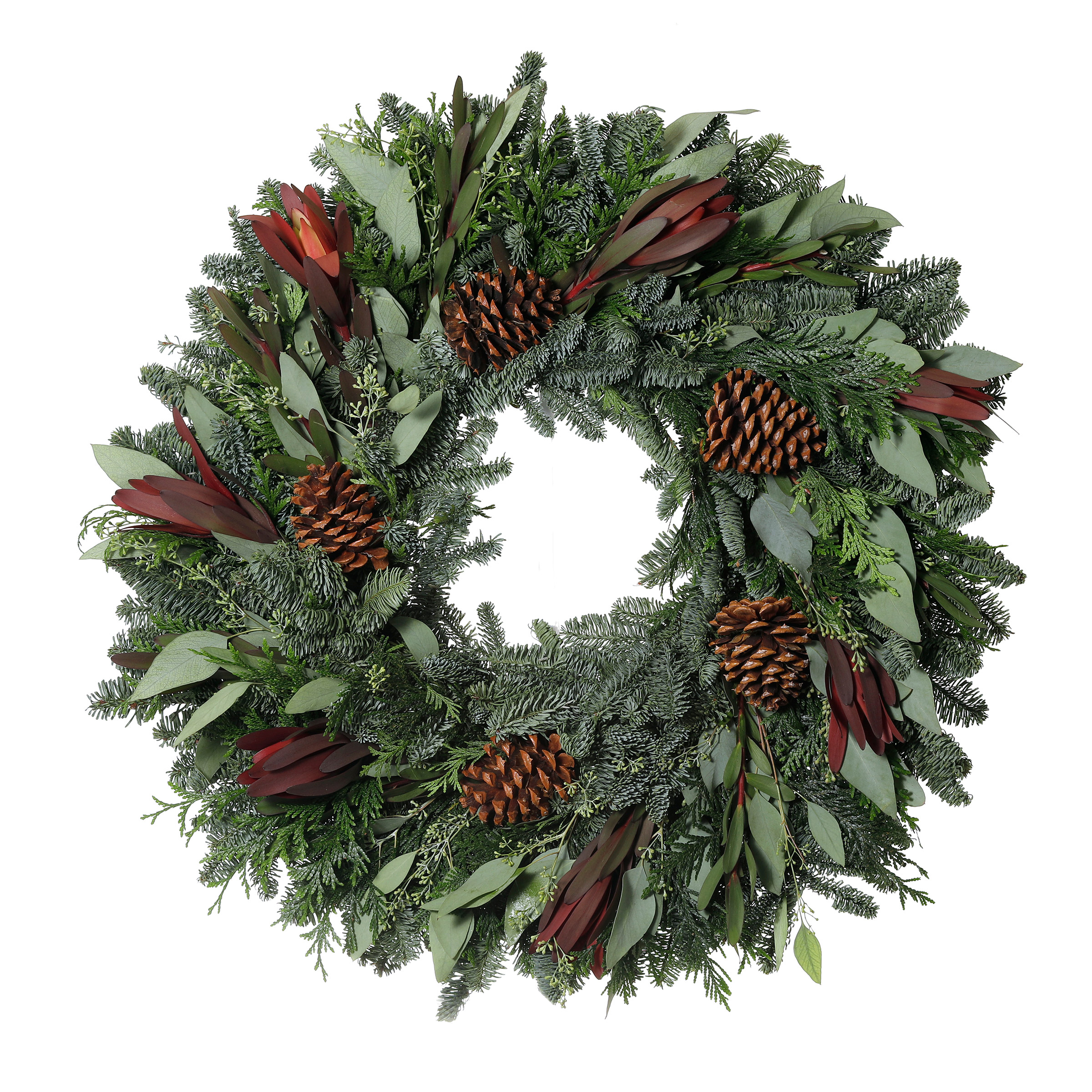 24" Fresh Protea Wreath