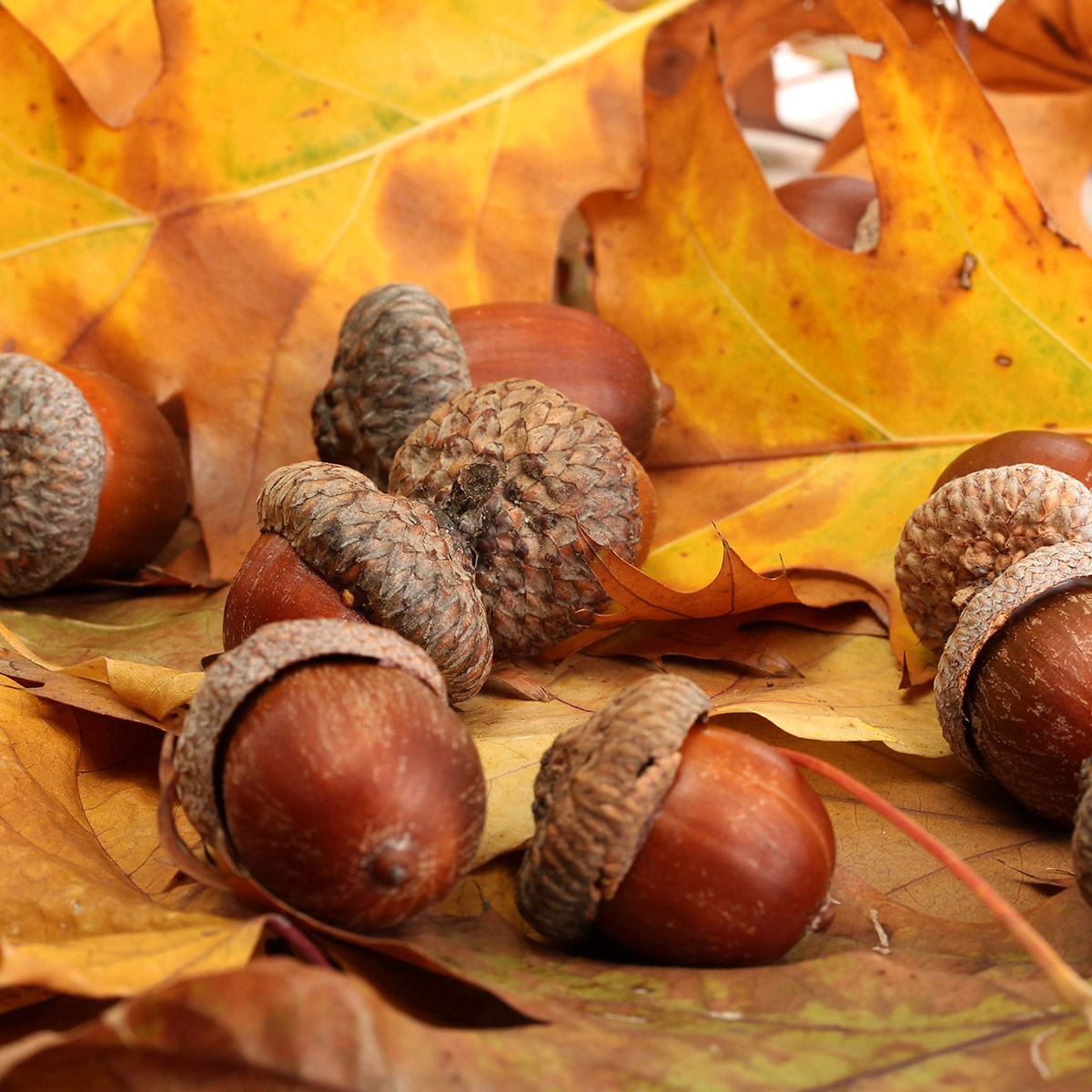 Enlarge Product Preview 4