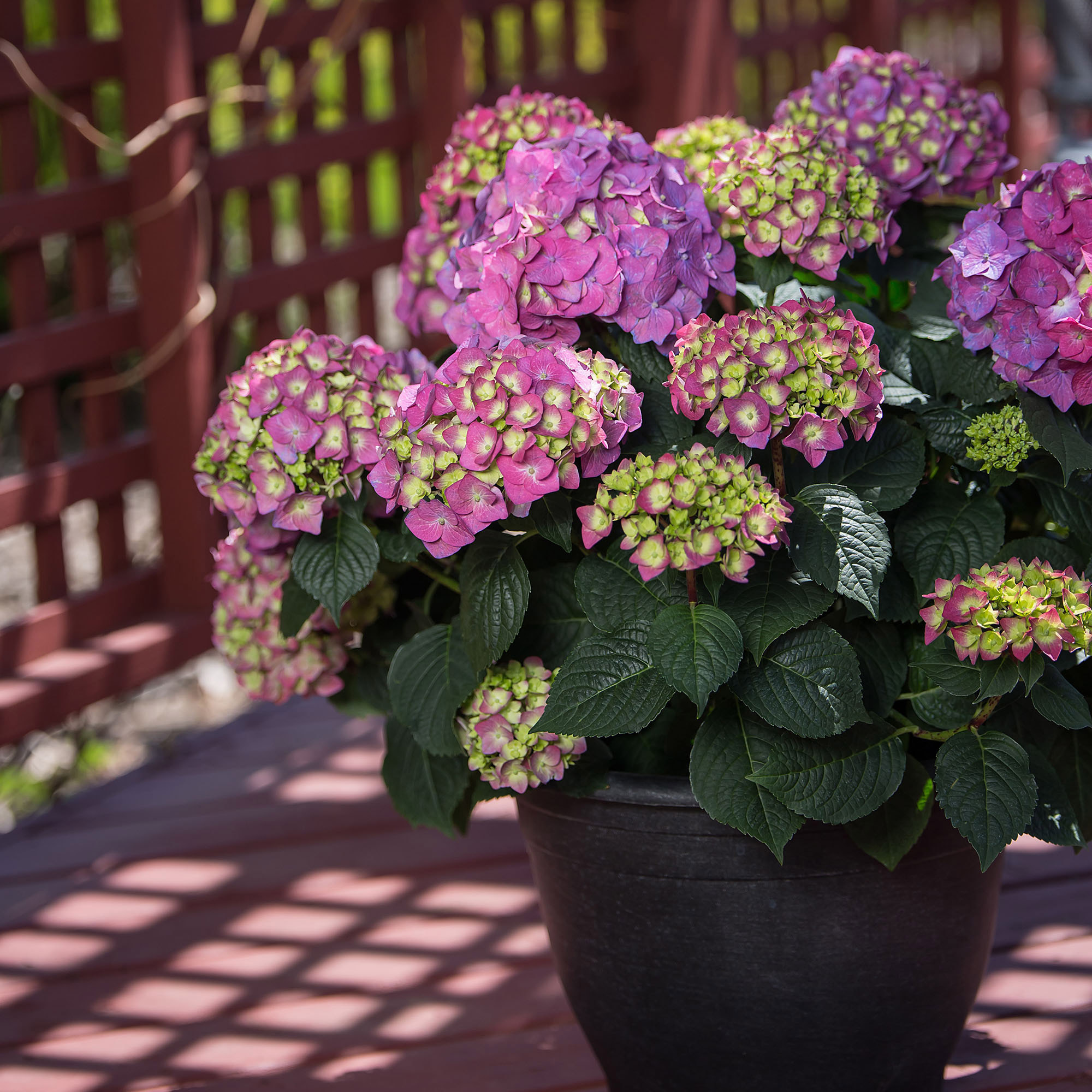 Longfield Gardens Pink/Red Hydrangea's | Costco