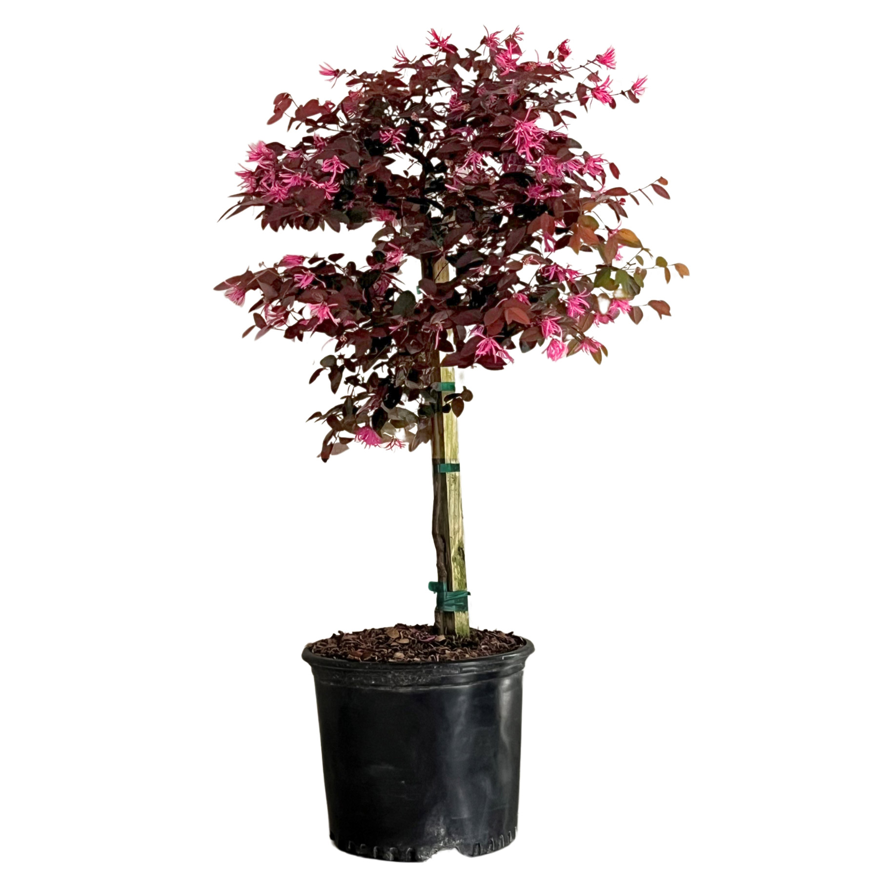 Alder & Oak Chinese Fringe Flower Patio Tree
