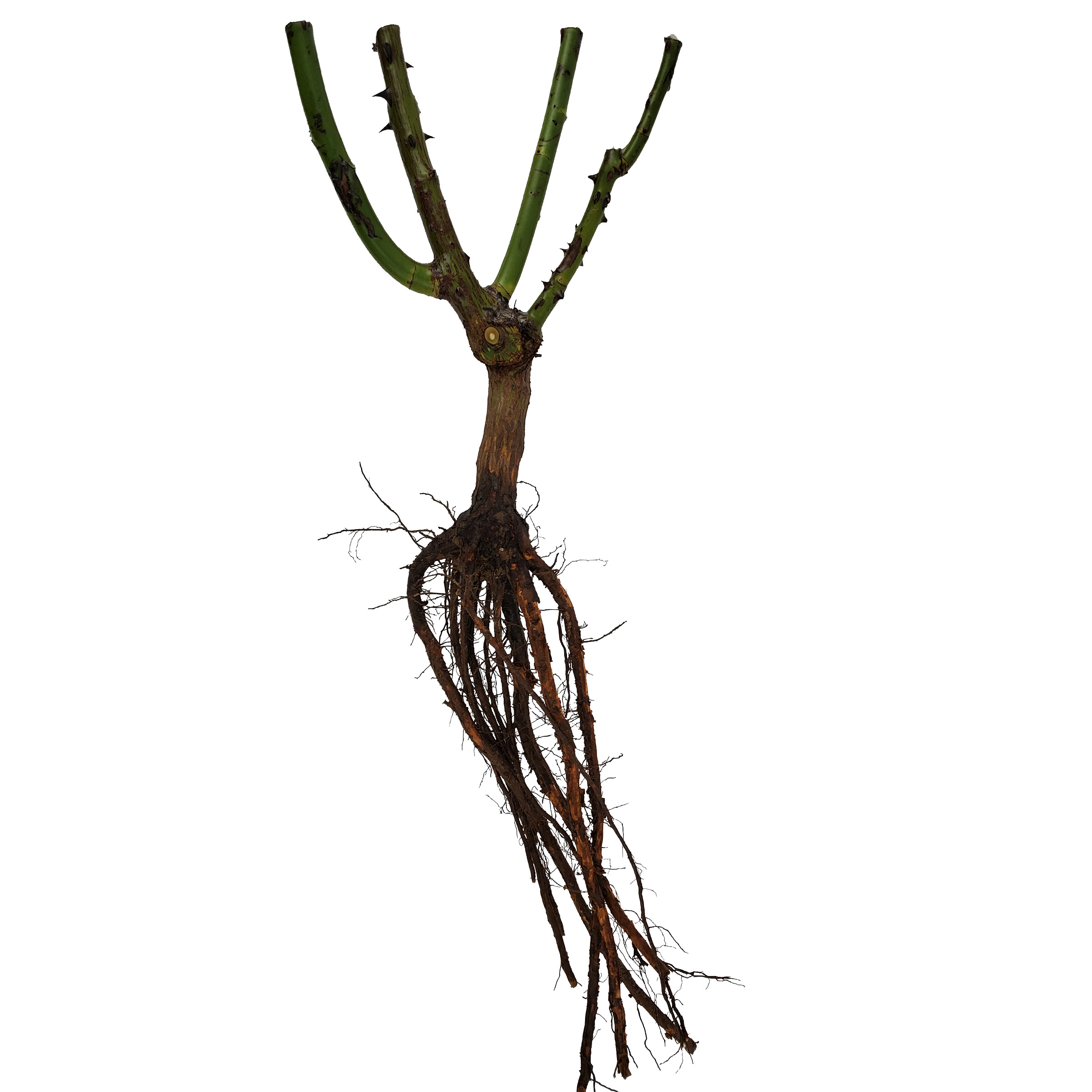 Enlarge Product Preview 5