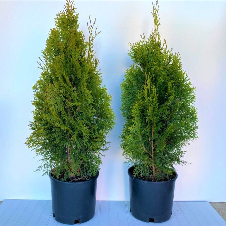 Enlarge Product Preview 2