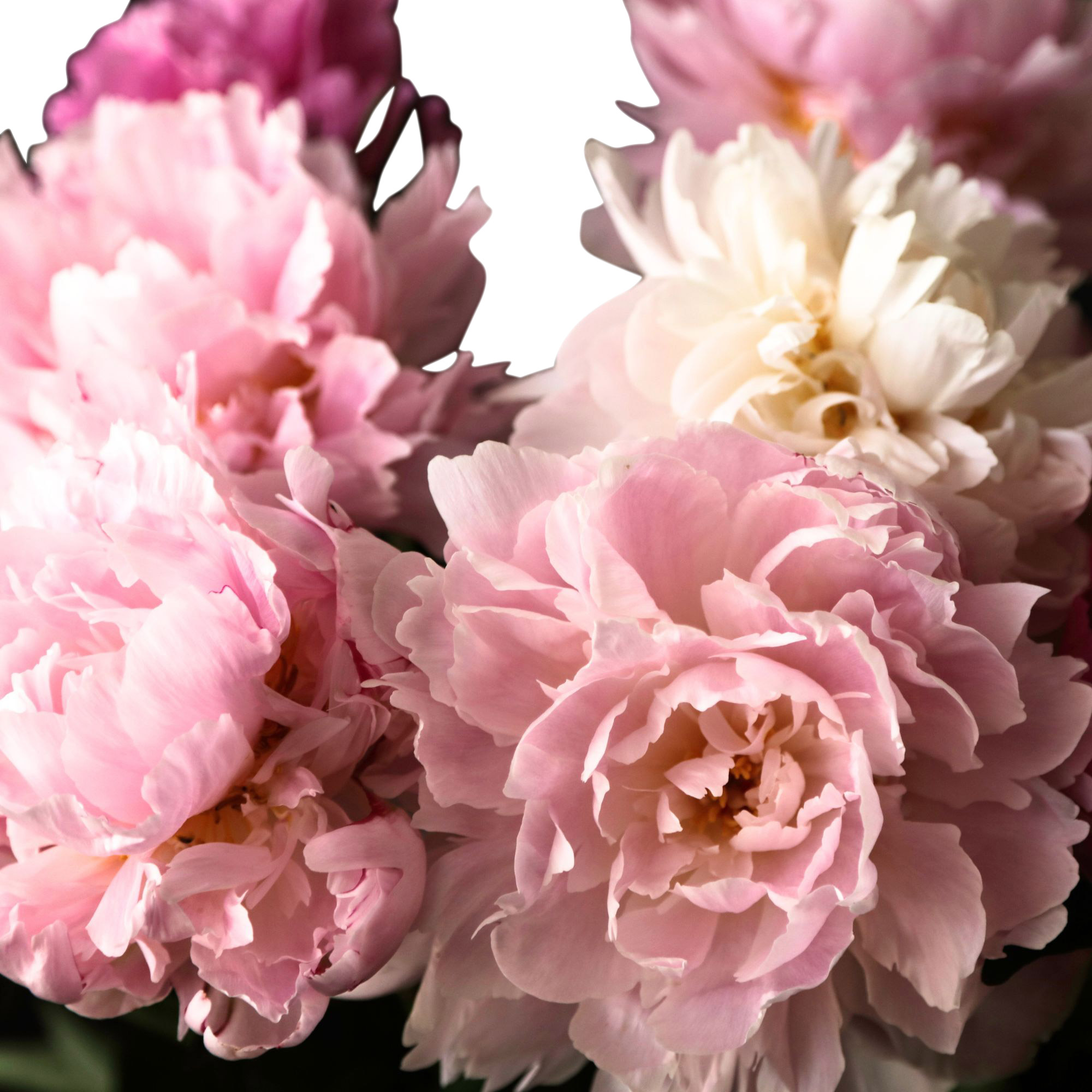 Enlarge Product Preview 2 Successfully Enriched by automation Job.