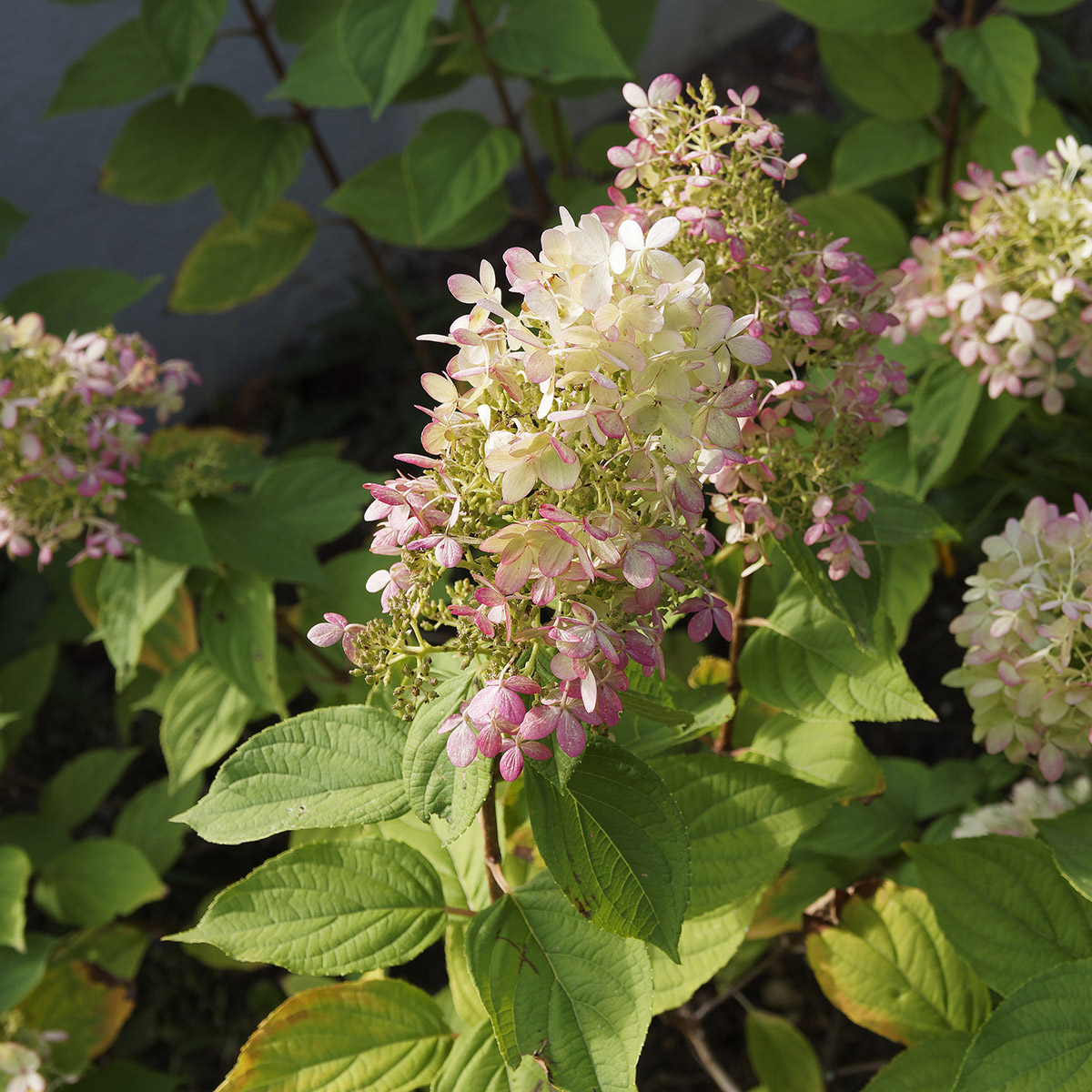 Enlarge Product Preview 4