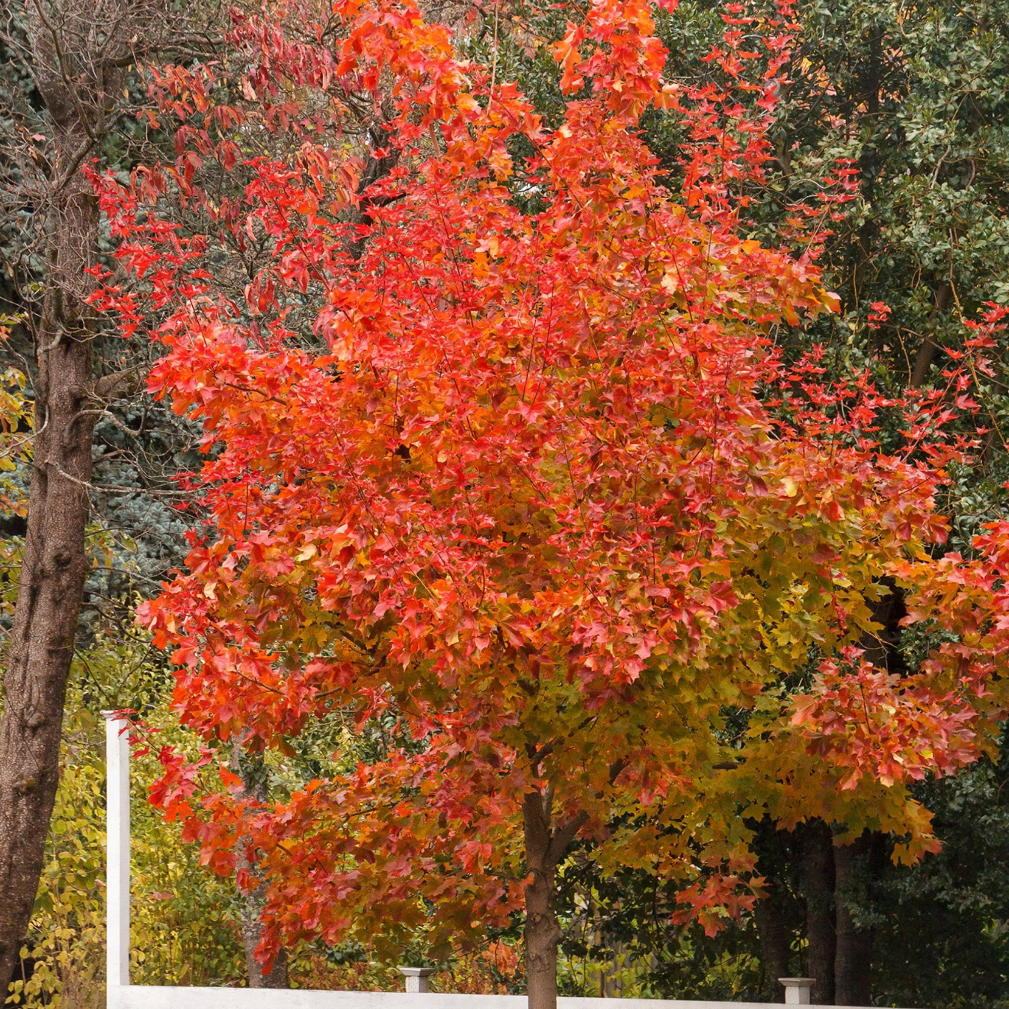 Longfield Gardens Bare Root Shade Trees Autumn Blaze Maple