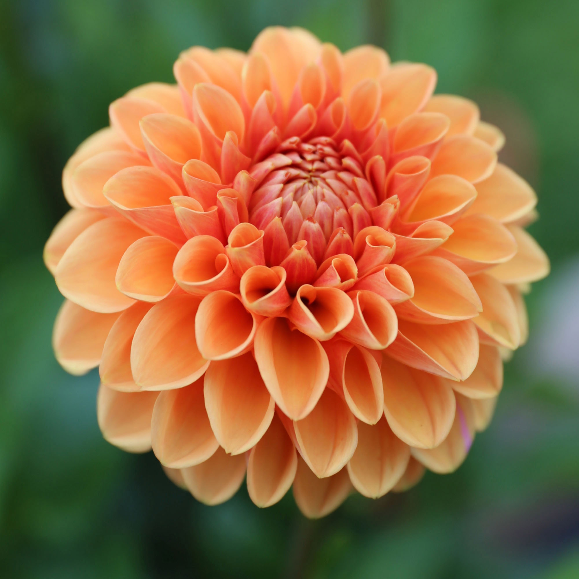 Longfield Gardens Dahlia Collections - Thumbnail 2