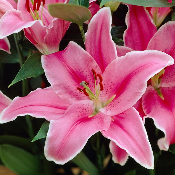 Longfield Gardens Lily Collections, 40-count | Costco Longfield Gardens Lily Collections, 40-count | Costco