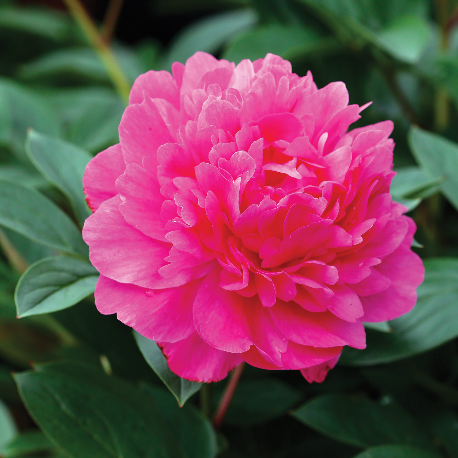 Peony☆ Soft Peony Seamless Pattern - 029 – Media Jamshidi