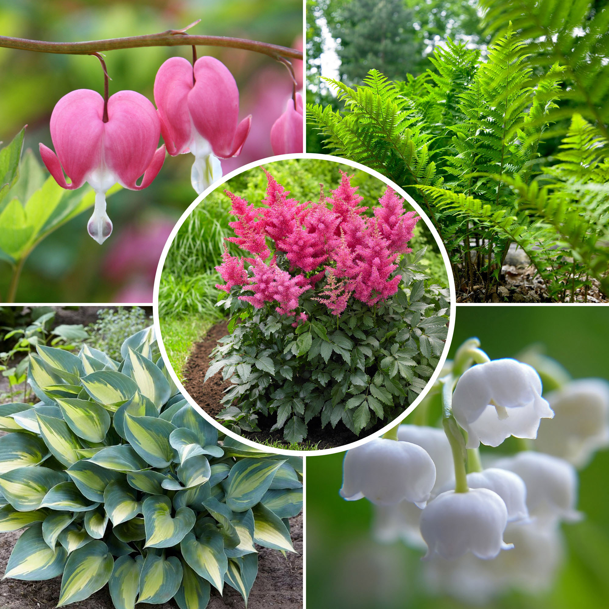 Pre-order Longfield Gardens Shade Loving Perennial Collection