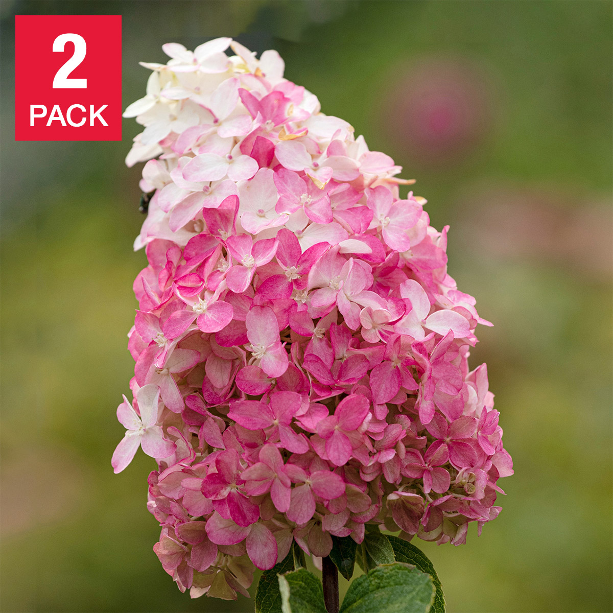 Artificial Hydrangea in Cream Tapered Zinc Cube – House of
