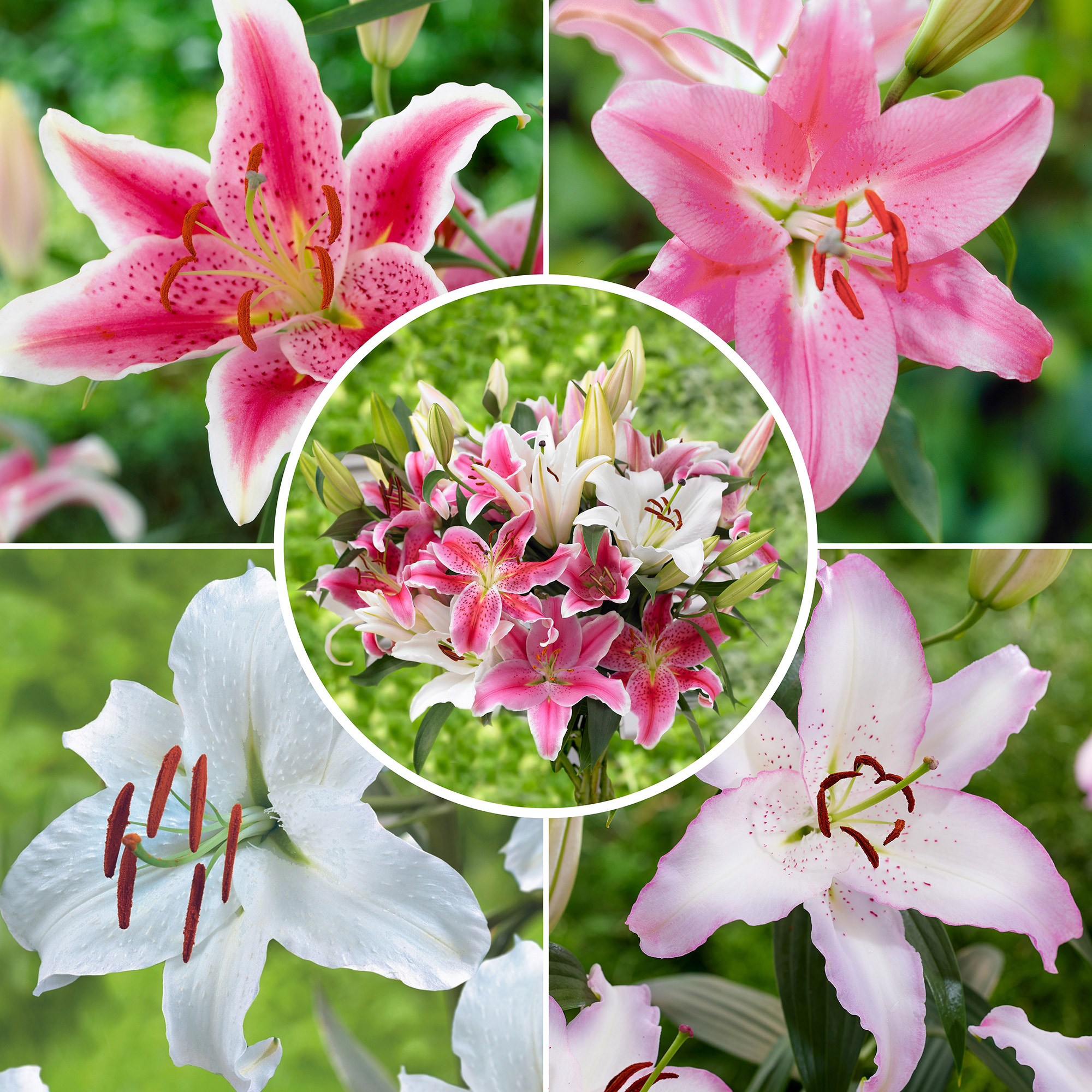 Lilly　0603 Pre-order Longfield Gardens Lily Collections, 40-bulbs | Costco