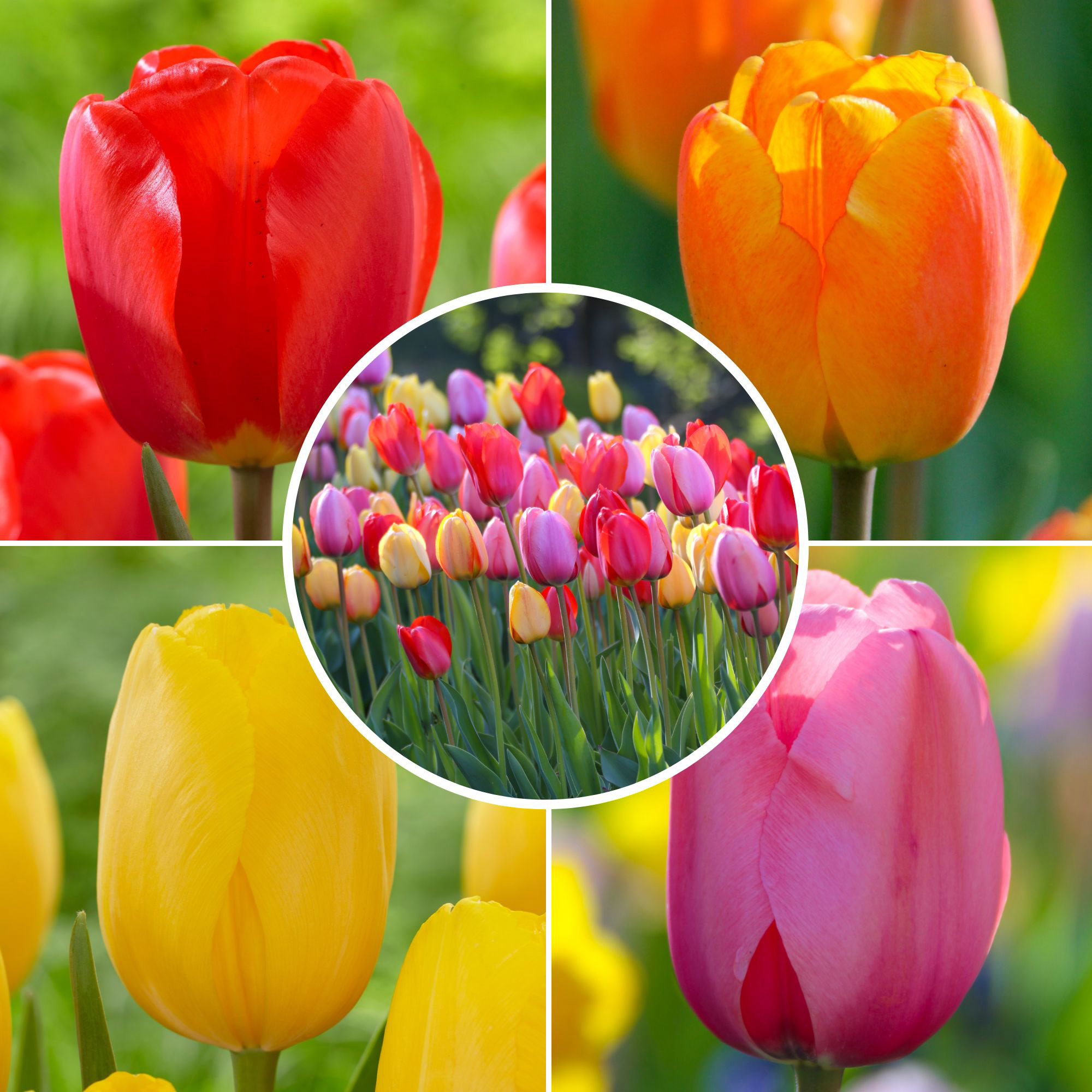 Pre-order Longfield Gardens Tulip Collections, 100-count Pre-order Longfield Gardens Tulip Collections, 100-count