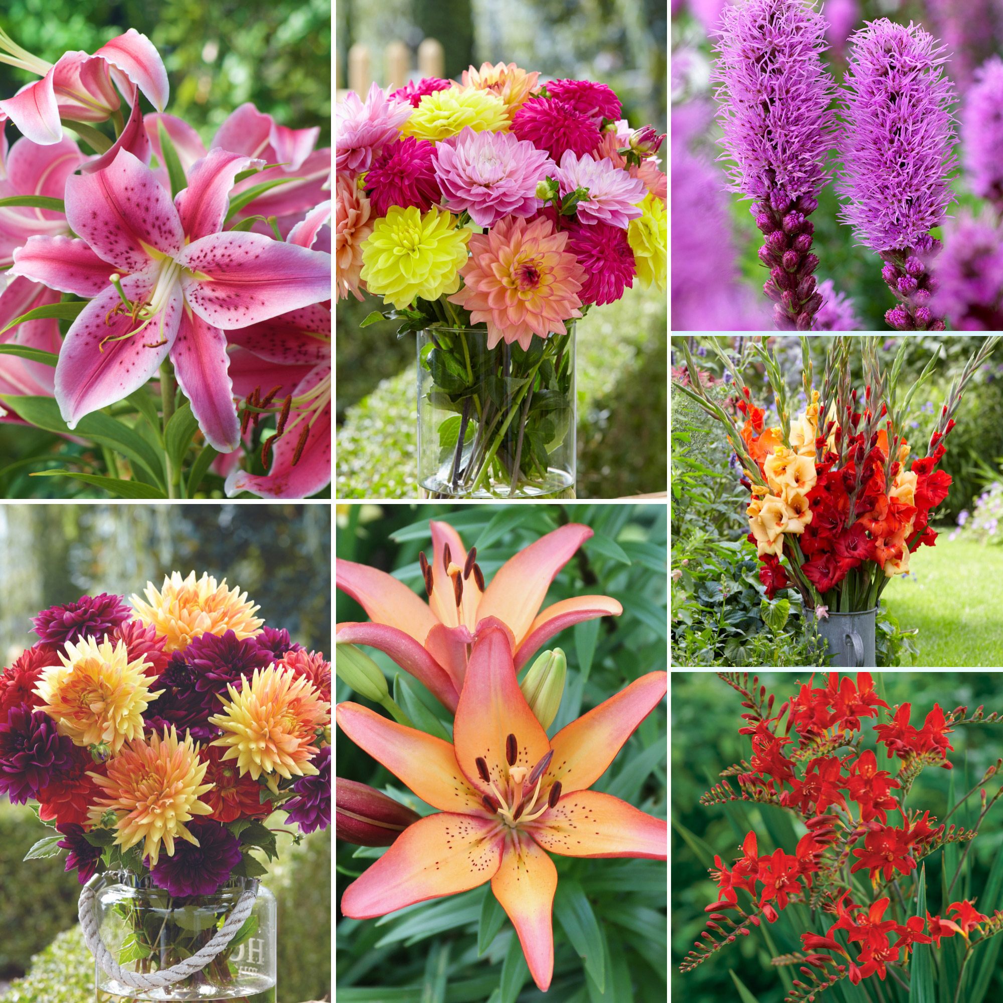 Pre-order Longfield Gardens Ultimate Sun and Shade Perennial Collection