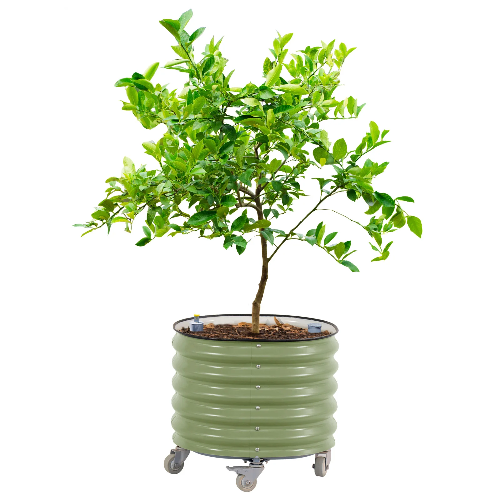 Vego Garden Self-Watering Rolling Citrus Tree Planter