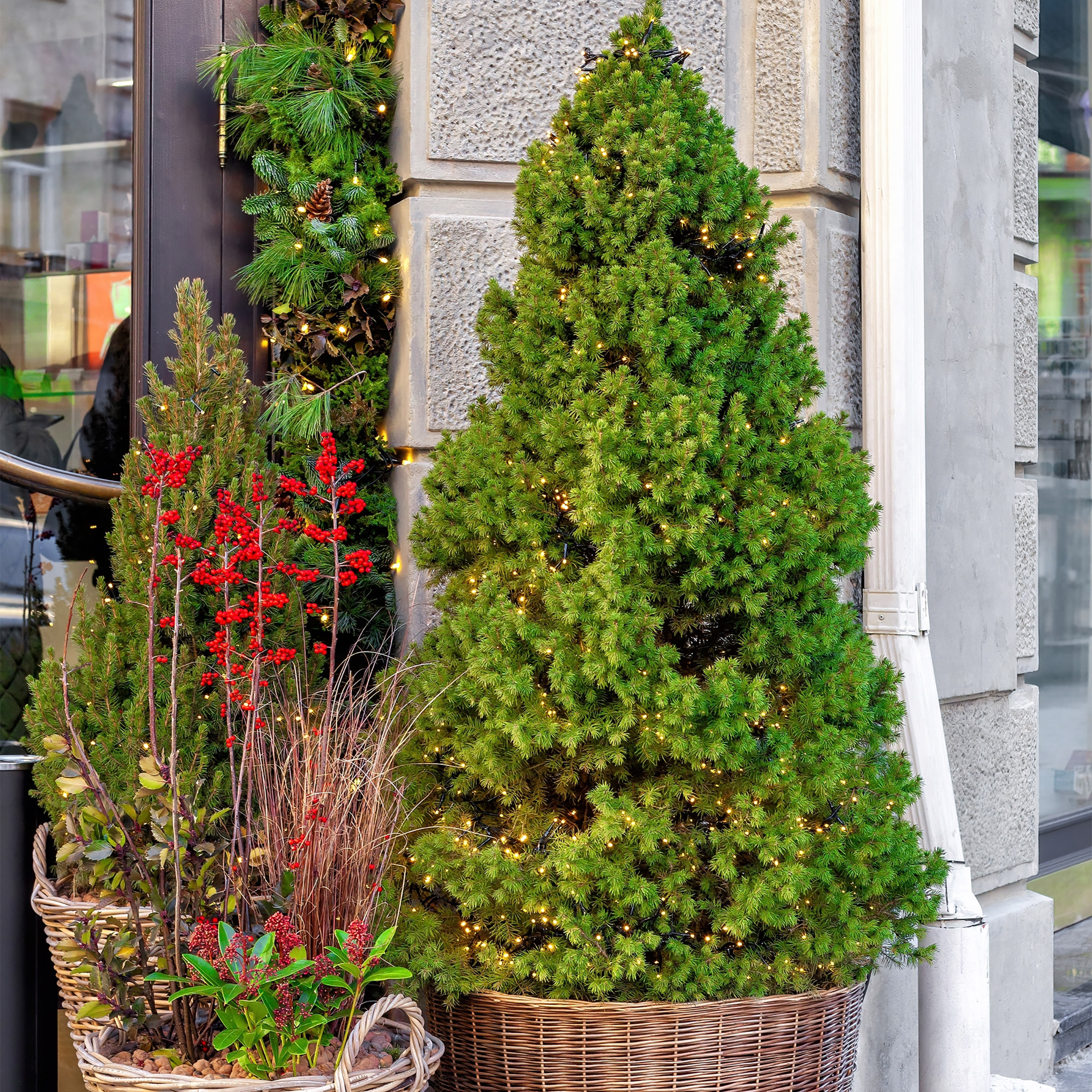 Alberta Spruce Evergreen, 6-pack